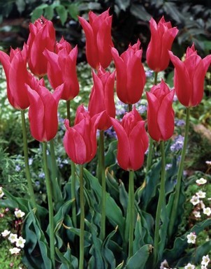 лале Lilyflowering Pieter de Leur 11/12